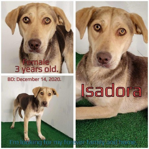 Isadora 1