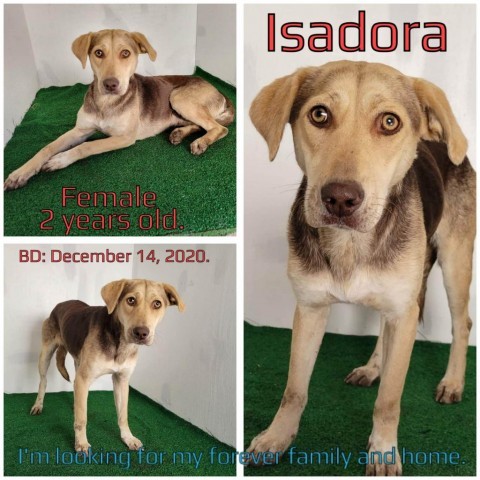Isadora 2