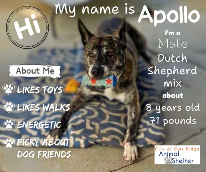 Apollo - $25 Adoption Fee Special 3