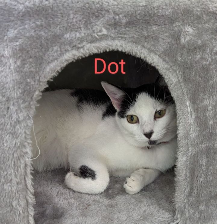 Dot, an adoptable Domestic Short Hair Mix in Scottsburg, IN_image-1