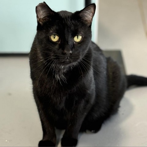 Vic, an adoptable Domestic Short Hair in Sheridan, WY, 82801 | Photo Image 1