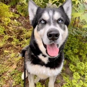 Shamu is an energetic Husky looking to find his forever home Hes a goofy boy who loves squeaky toy