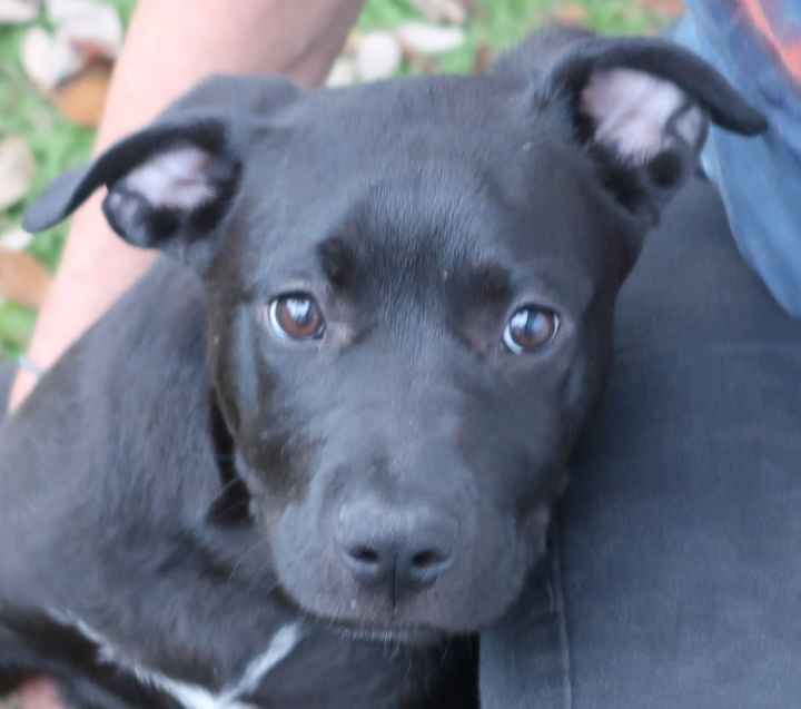 John-John:  Perfect Puppy!, an adopted Pit Bull Terrier Mix in St. Petersburg, FL_image-1