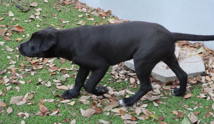John-John:  Perfect Puppy!, an adoptable Labrador Retriever Mix in St. Petersburg, FL_image-4