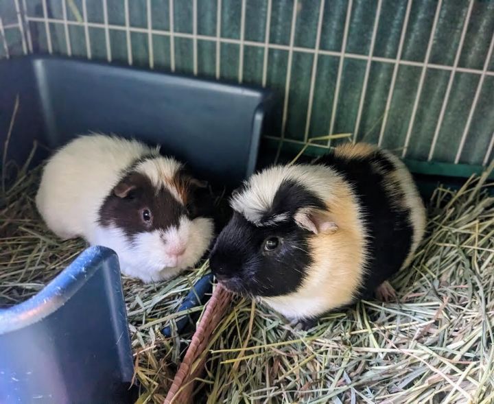 Flash and Ralphy 1