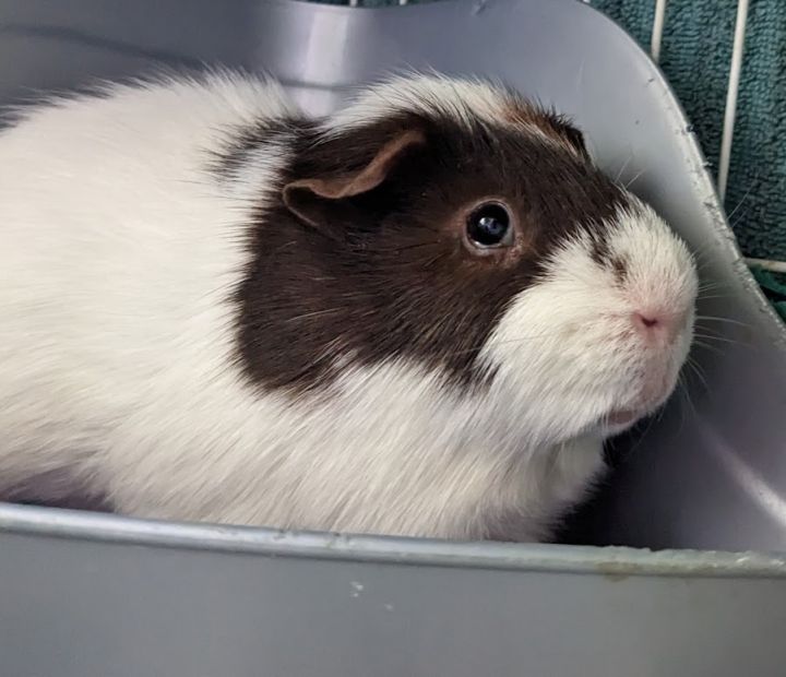 Flash and Ralphy, an adoptable Guinea Pig in Bellingham, WA_image-5