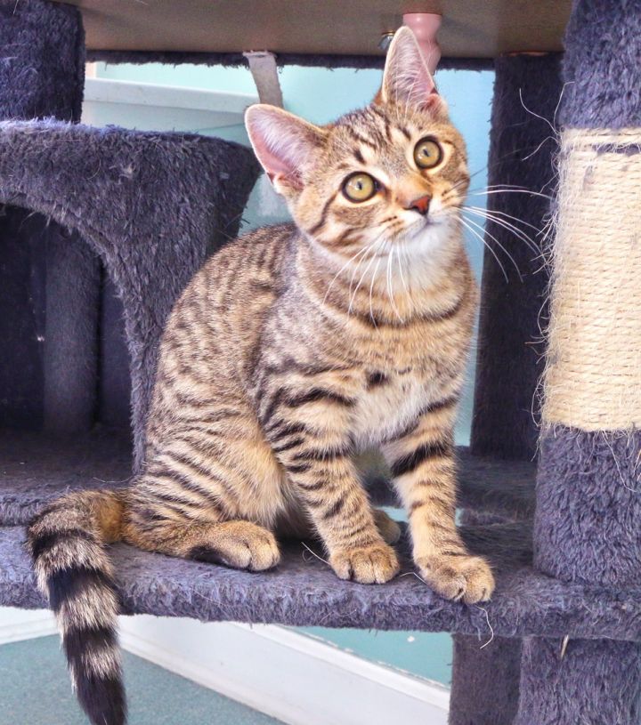 Robin, an adopted Domestic Short Hair in Charles Town, WV_image-3