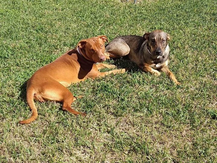 Whiskey (foster to adopt) 2