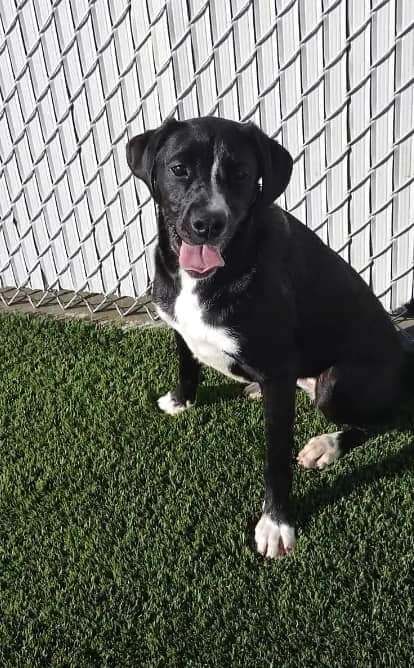 Dog For Adoption - Tulip (sponsored), A Black Labrador Retriever Mix In 