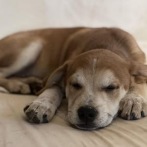 Aster, Adult Male Dachshund