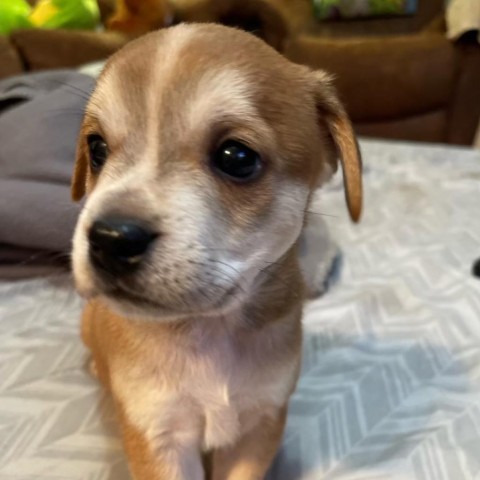 Aster, an adoptable Dachshund in Covington, LA, 70433 | Photo Image 2