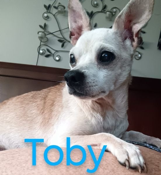 Toby Dixon, an adoptable Chihuahua in Ashville, OH, 43103 | Photo Image 1