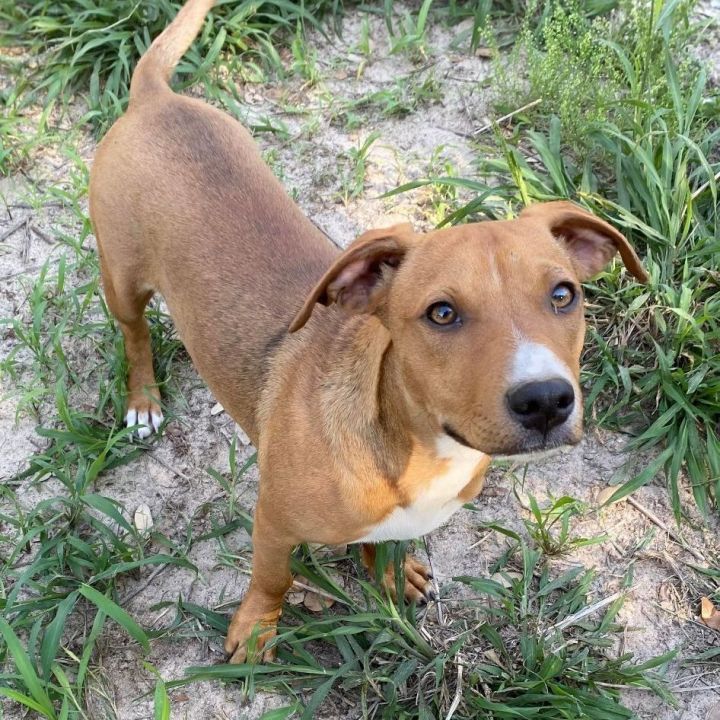 Basenji basset hound sales mix