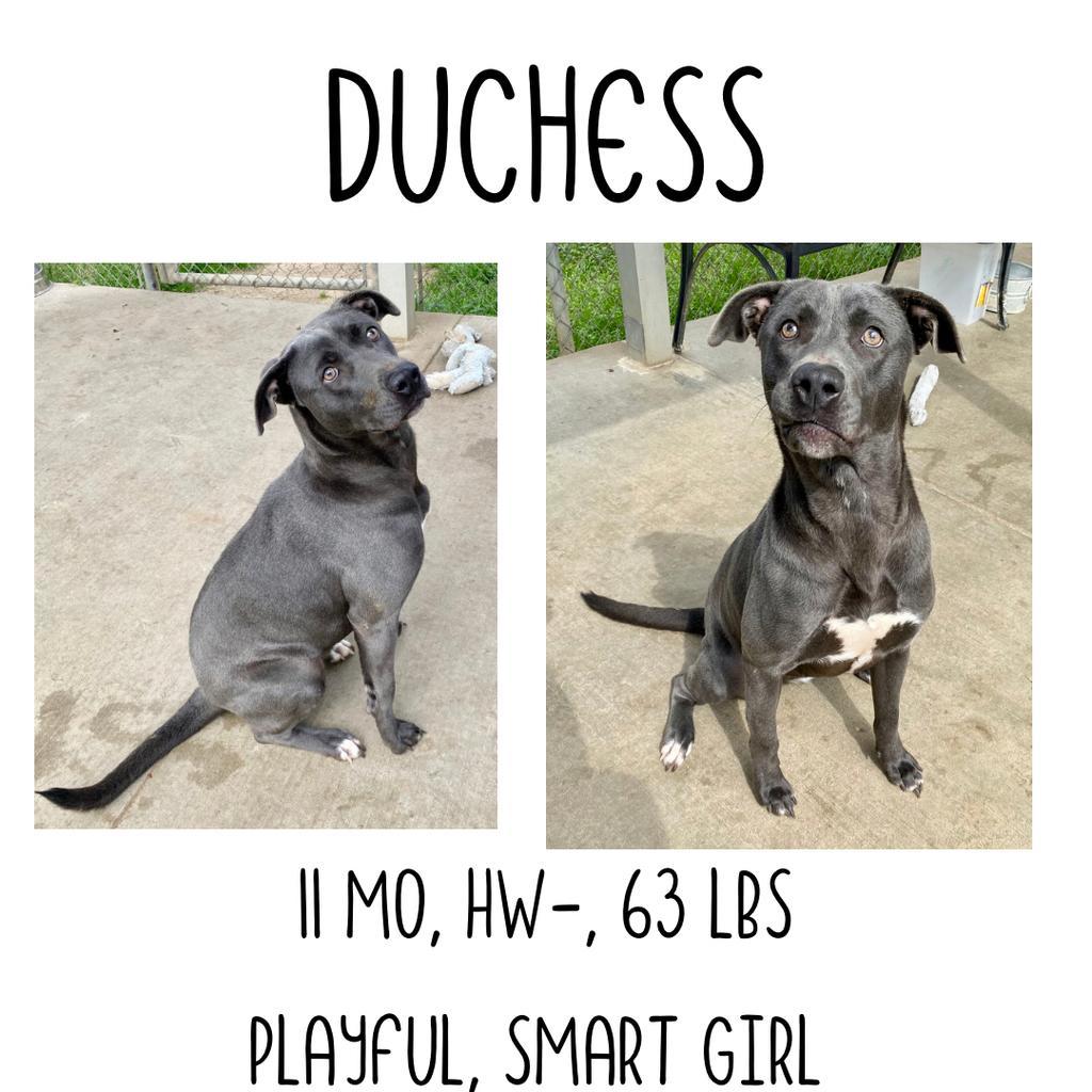 Duchess, an adoptable Labrador Retriever, Weimaraner in Albany, GA, 31706 | Photo Image 1