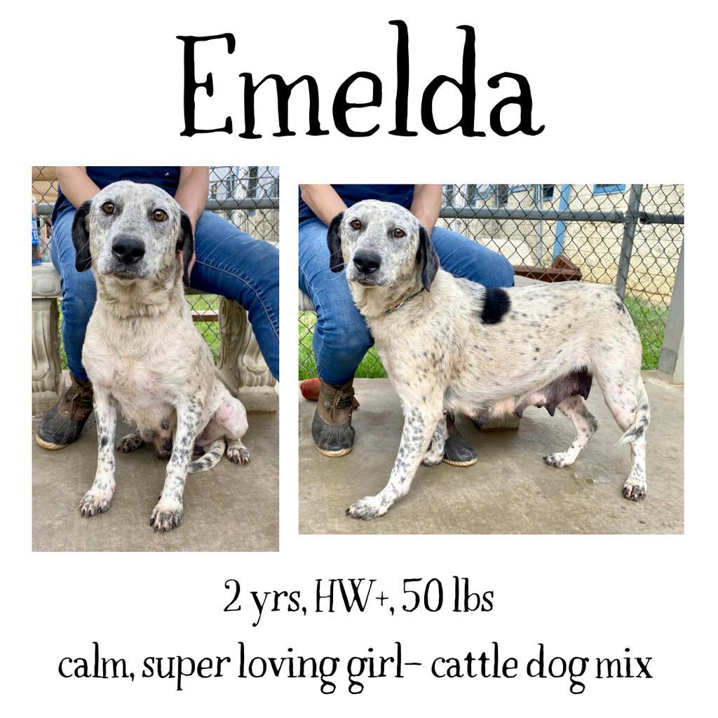 Emelda, an adoptable Pointer, Cattle Dog in Albany, GA, 31706 | Photo Image 1