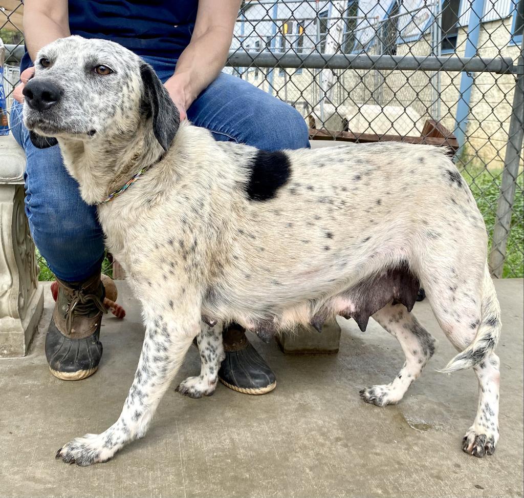 Emelda, an adoptable Pointer, Cattle Dog in Albany, GA, 31706 | Photo Image 2