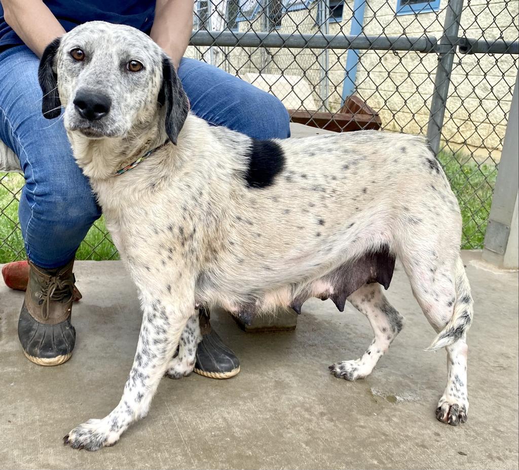 Emelda, an adoptable Pointer, Cattle Dog in Albany, GA, 31706 | Photo Image 3