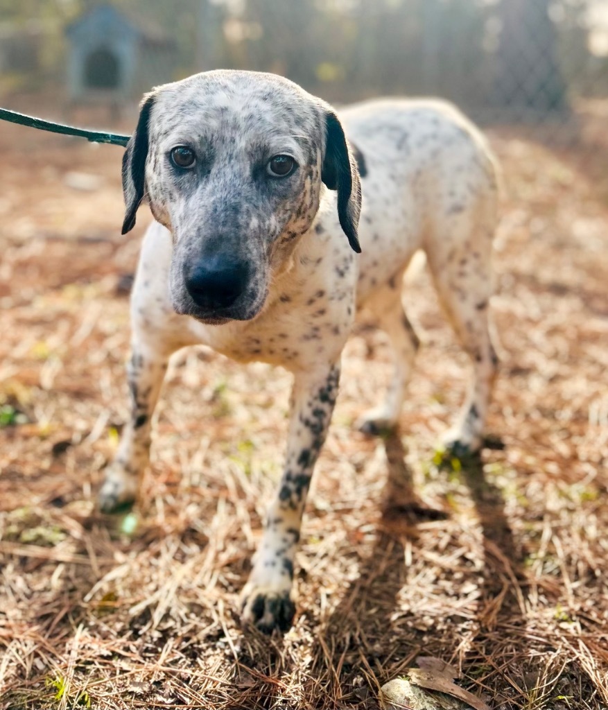 Emelda, an adoptable Pointer, Cattle Dog in Albany, GA, 31706 | Photo Image 5