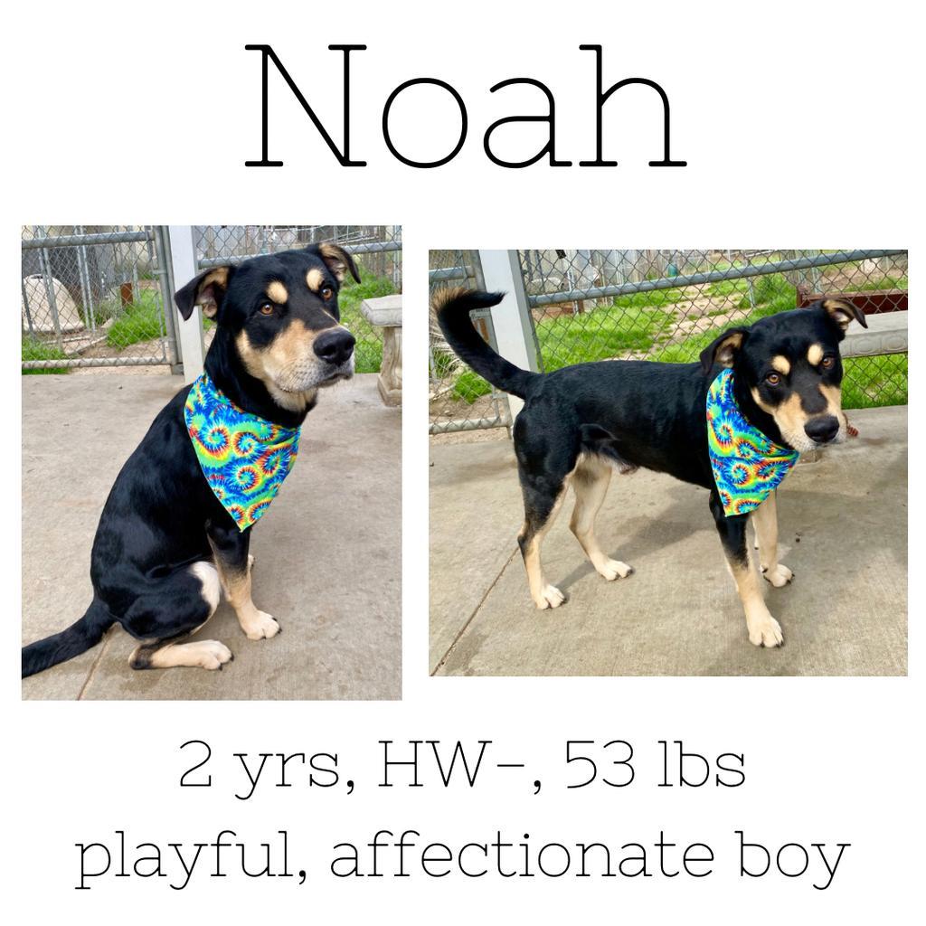 Noah, an adoptable Rottweiler, Mixed Breed in Albany, GA, 31706 | Photo Image 1