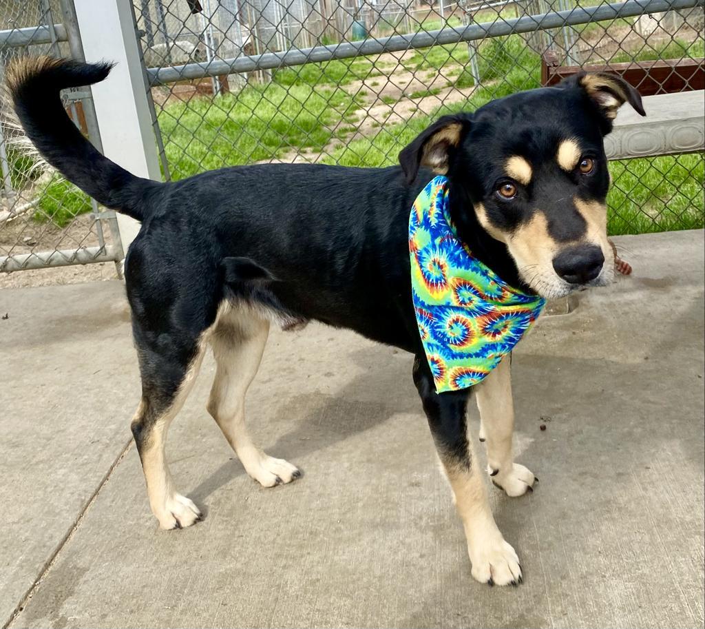 Noah, an adoptable Rottweiler, Mixed Breed in Albany, GA, 31706 | Photo Image 4