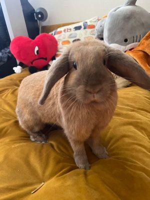 Beautiful tanCinnamon Mini Lop bunny girl looking for a home In mid-February 2023 shes recoverin