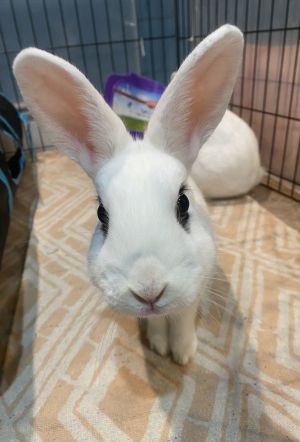 Luna&#39;s Pluto Rabbit KIT, Baby Male unknown