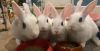 Luna&#39;s Pluto Rabbit KIT photo 2