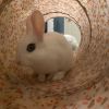 Luna&#39;s Pluto Rabbit KIT photo 3