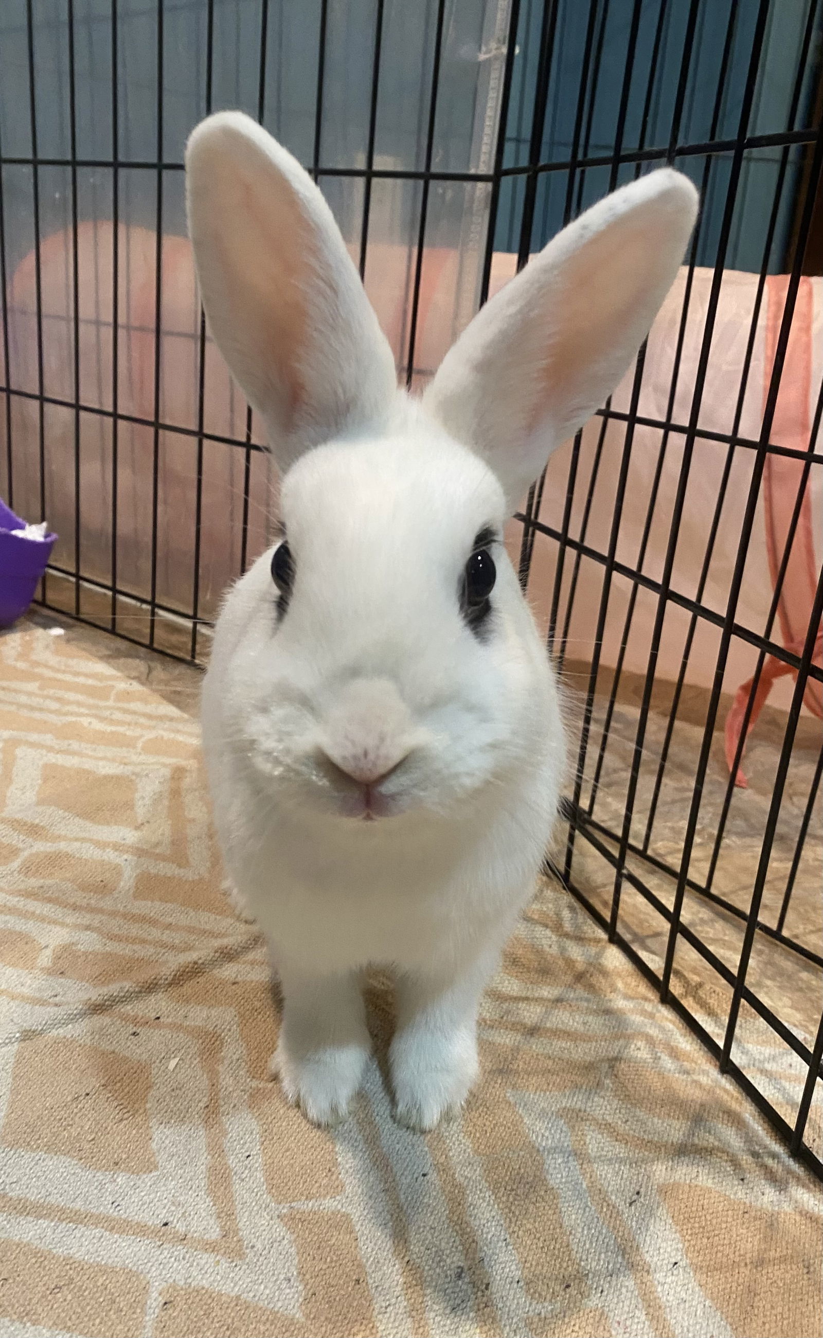 Luna&#39;s Comet Rabbit KIT