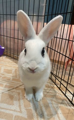 Luna&#39;s Comet Rabbit KIT, Baby Female unknown