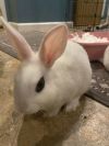 Luna&#39;s Comet Rabbit KIT photo 2