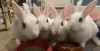 Luna&#39;s Comet Rabbit KIT photo 3