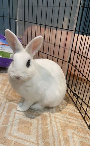 Rabbit for adoption - Serama , a Bunny Rabbit in Jersey City, NJ