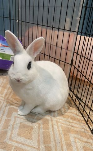 Luna&#39;s Mars Rabbit KIT, Baby Male unknown