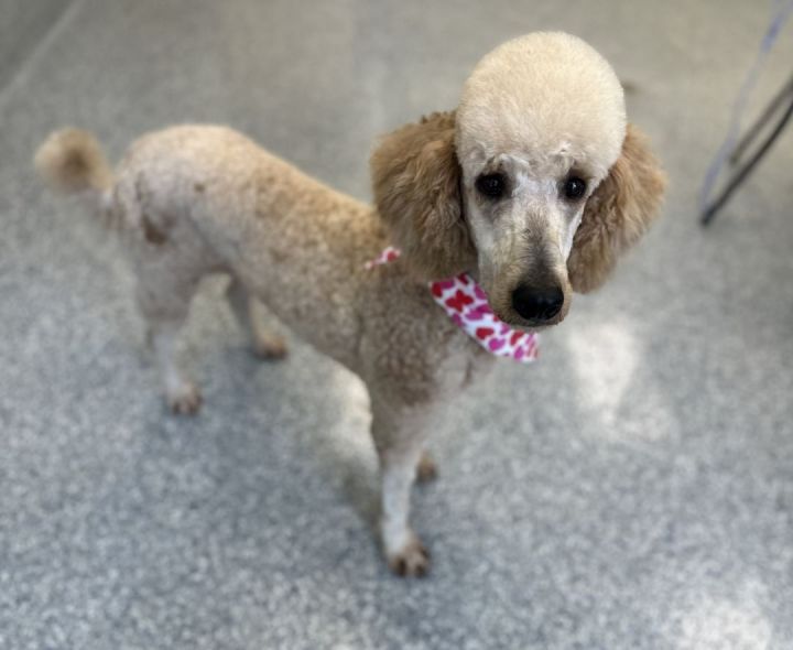 Breyers, an adopted Goldendoodle & Standard Poodle Mix in Los Alamitos, CA_image-4
