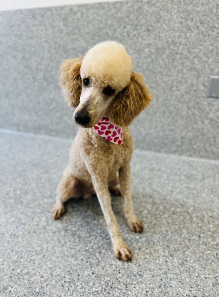 Breyers, an adopted Goldendoodle & Standard Poodle Mix in Los Alamitos, CA_image-1