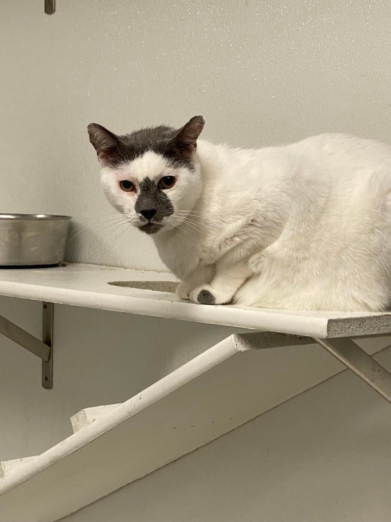 Sir Charles, an adoptable Domestic Short Hair in Fort Lupton, CO, 80621 | Photo Image 1