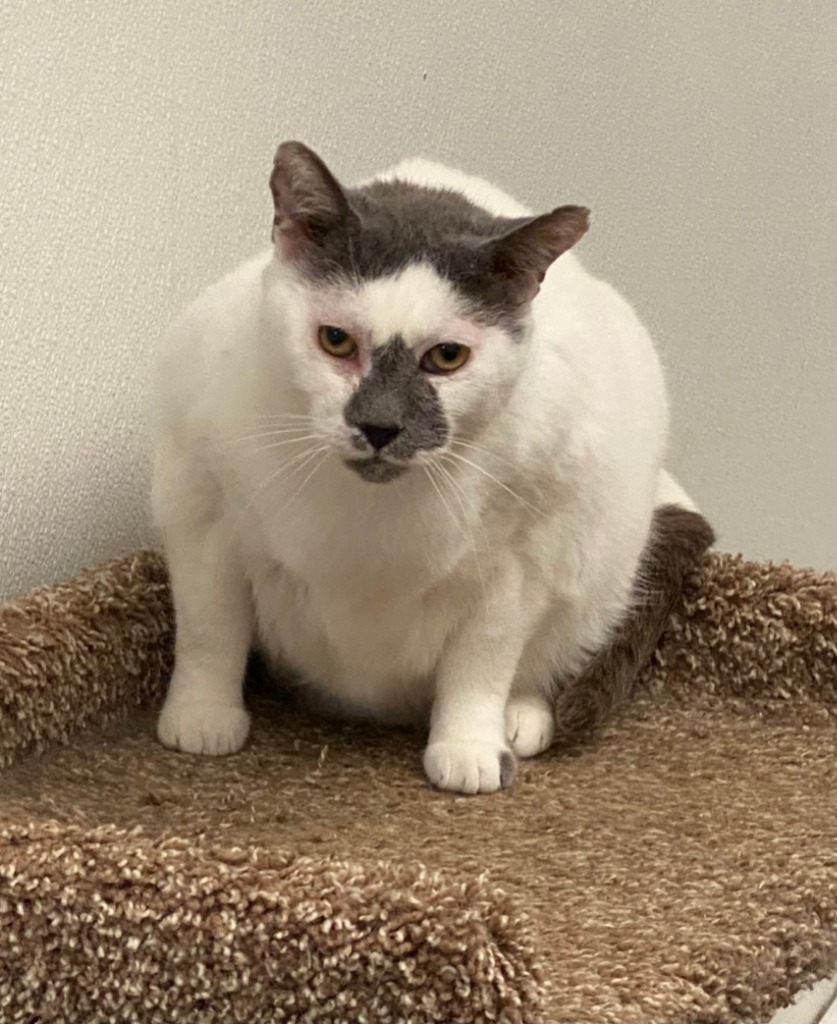 Sir Charles, an adoptable Domestic Short Hair in Fort Lupton, CO, 80621 | Photo Image 2