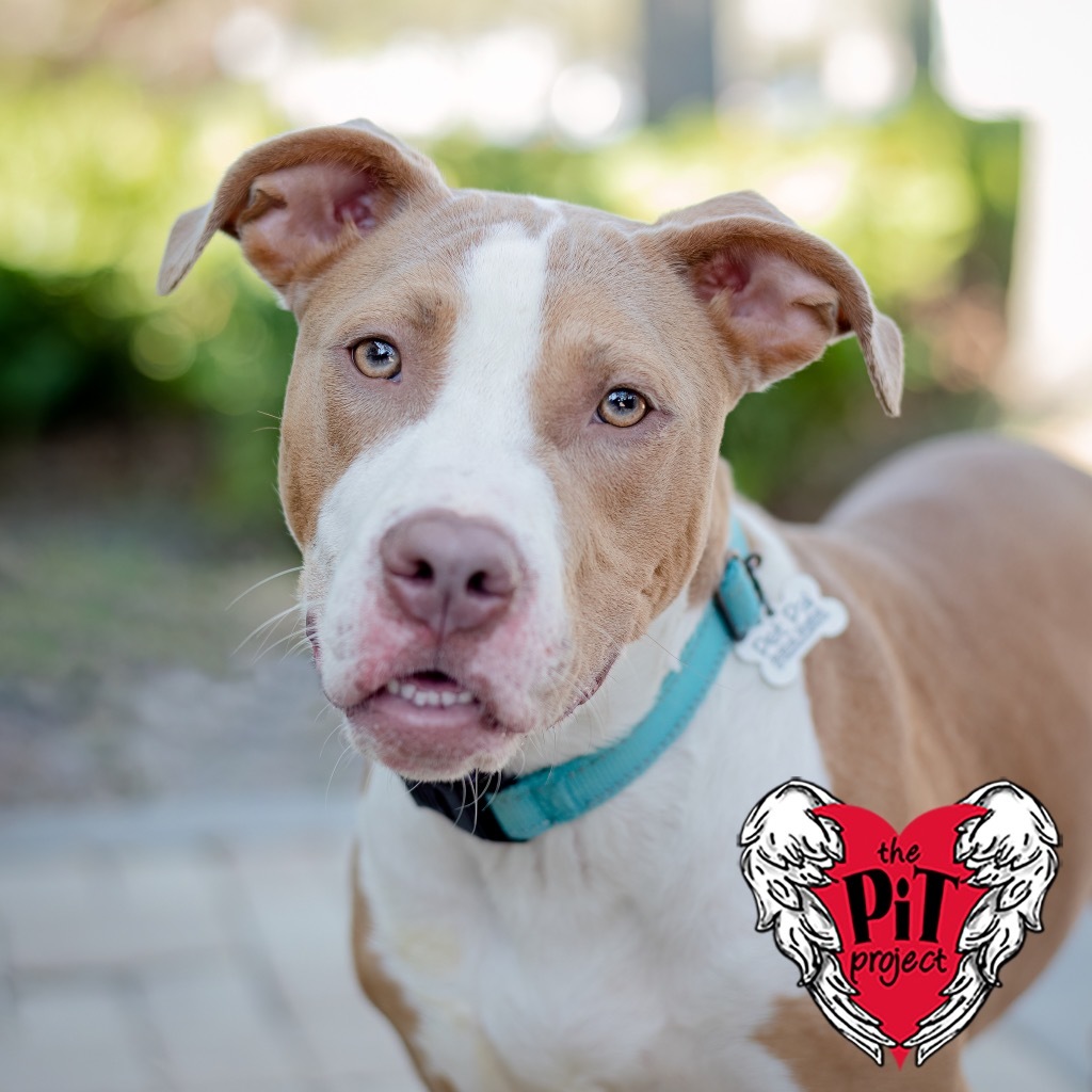 Millie, an adoptable Pit Bull Terrier in Saint Petersburg, FL, 33712 | Photo Image 1