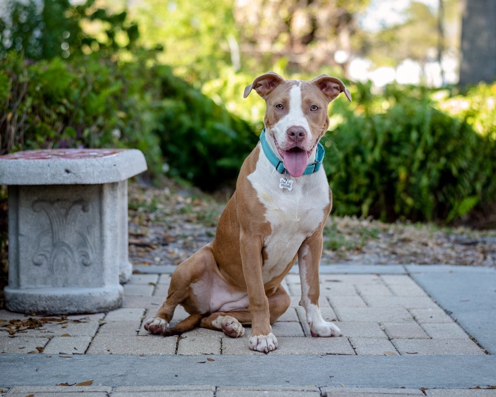 Millie, an adoptable Pit Bull Terrier in Saint Petersburg, FL, 33712 | Photo Image 2