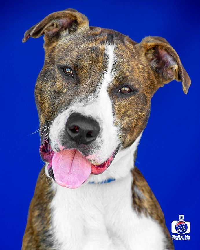 Traveler, an adoptable Pit Bull Terrier in Denham Springs, LA, 70726 | Photo Image 1