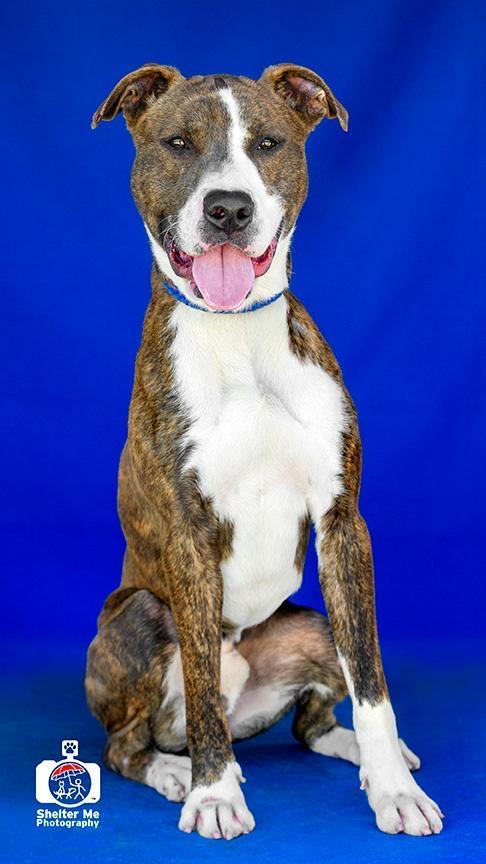 Traveler, an adoptable Pit Bull Terrier in Denham Springs, LA, 70726 | Photo Image 2