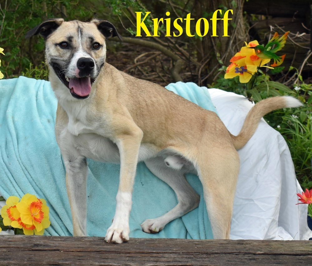 Kristoff, an adoptable Akita in Monroe, LA, 71203 | Photo Image 1