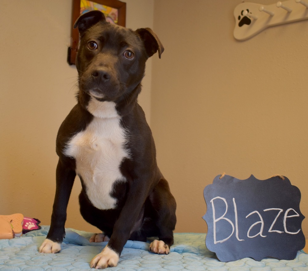 Blaze, an adoptable Terrier in Monroe, LA, 71203 | Photo Image 1