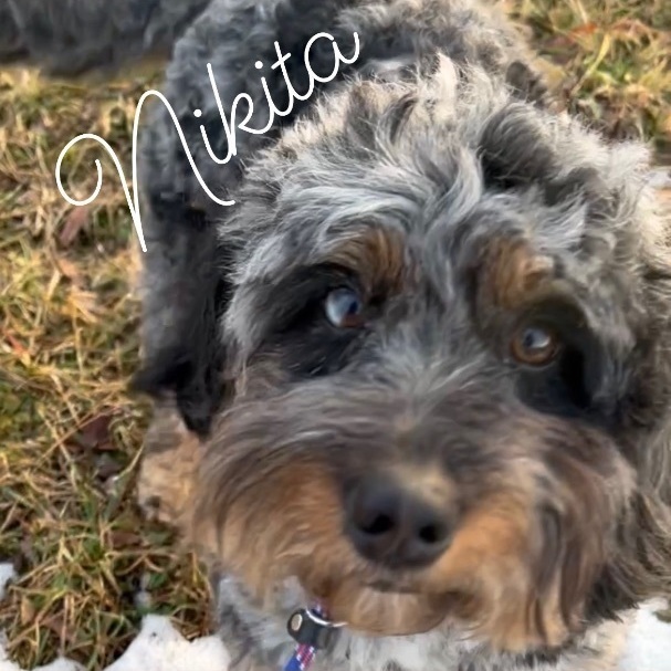 Nikita, an adopted Bernedoodle & Miniature Poodle Mix in Rochester, NY_image-2