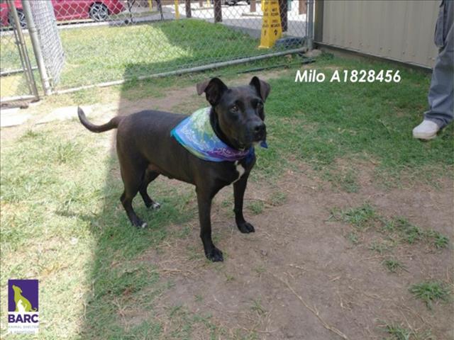 MILO, an adoptable Staffordshire Bull Terrier, Mixed Breed in Houston, TX, 77026 | Photo Image 1