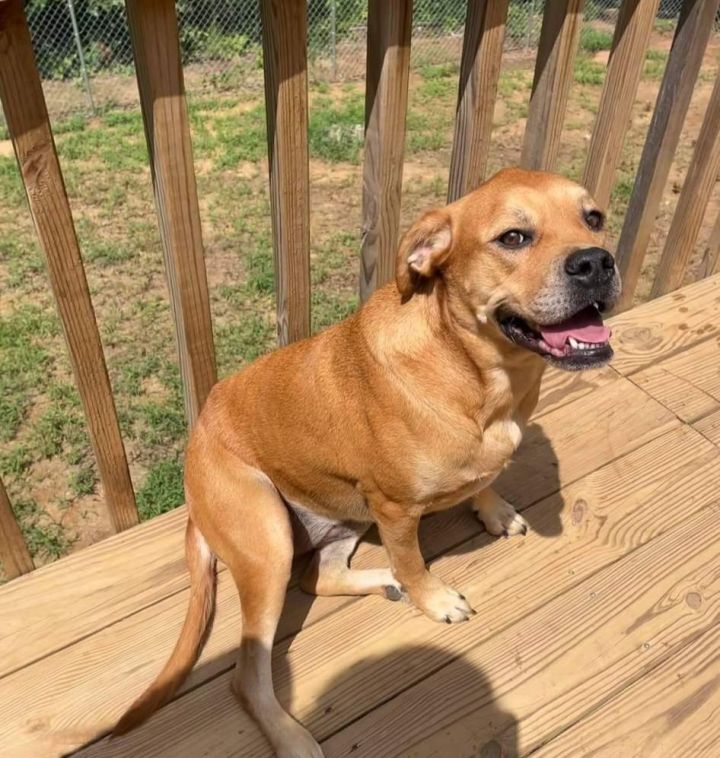 Rosie, an adopted Boxer & Labrador Retriever Mix in Milledgeville, GA_image-3