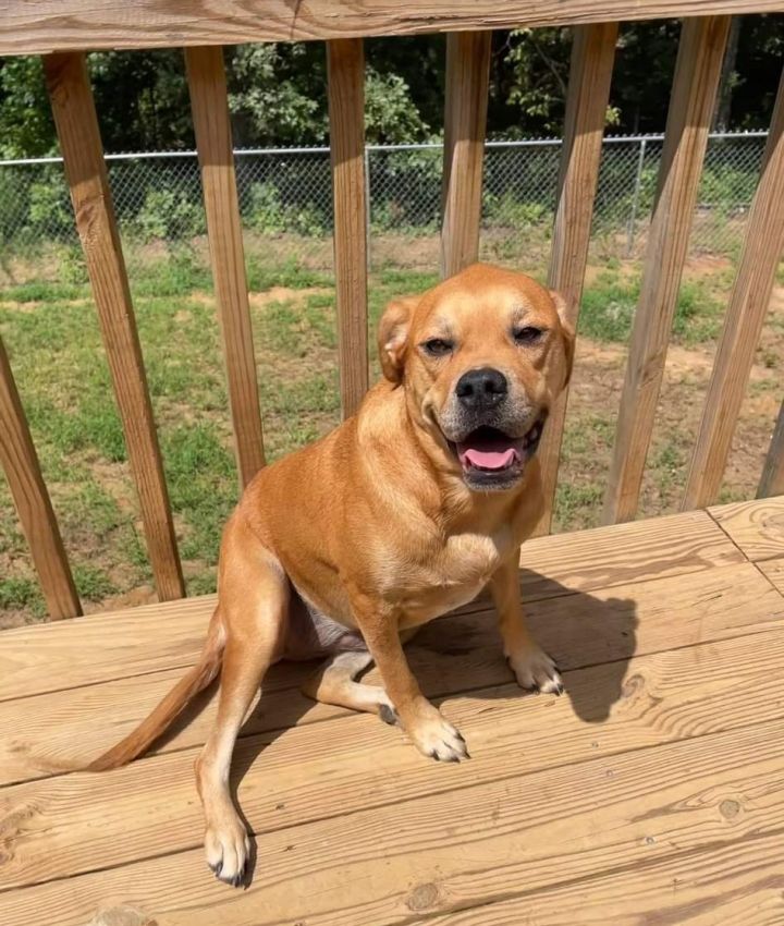 Rosie, an adoptable Boxer & Labrador Retriever Mix in Milledgeville, GA_image-4