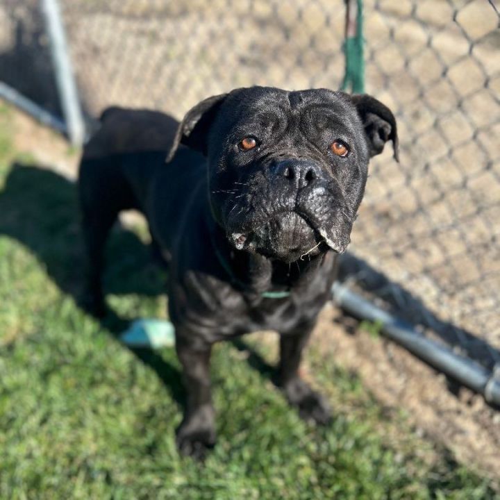 Dog for adoption Merida, a Cane Corso in Manteca, CA Petfinder