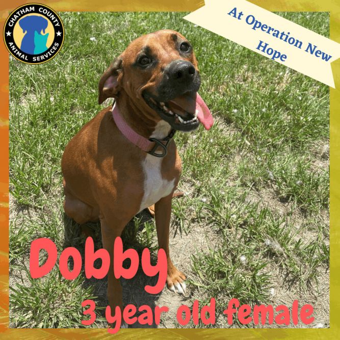 Dobby
